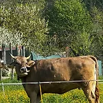 Agriturismo La Betulla *