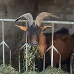 Agriturismo La Betulla Bauernhof