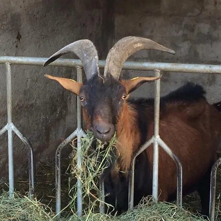 Agriturismo La Betulla Bauernhof